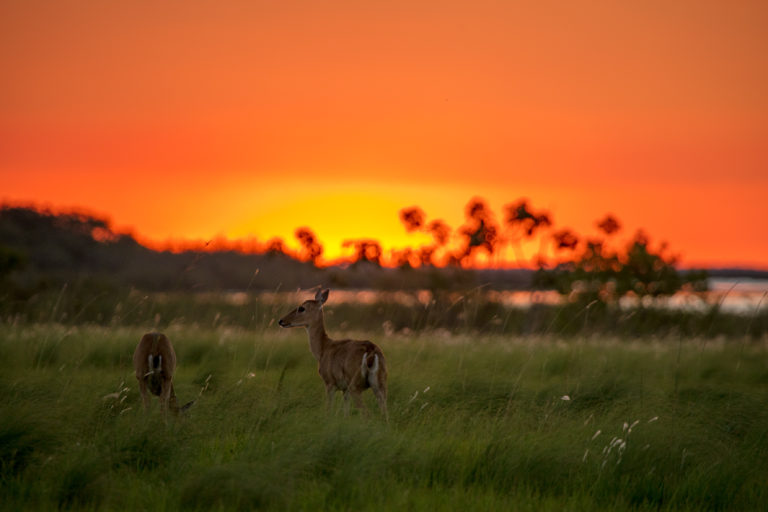 #BTAdventure Flora & Fauna degli Esteros