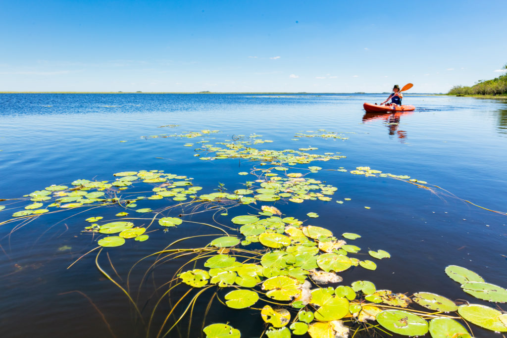 Alla scoperta della flora e fauna 
Esteros del Iberá, Argentina