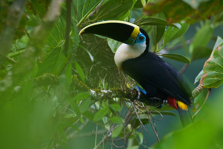 Ecuador, Amazzonia