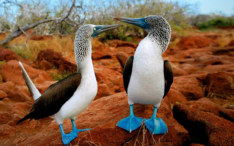 Ecuador, Isole Galapagos