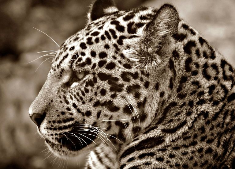 Brasile, Pantanal